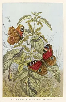 <b class=qtipBold><figcaption>Peacock Butterfly</figcaption></b><br>Metamorphosis of the PEACOCK butterfly (Vanessa Io.)<br><em>© Mary Evans Picture Library</em> Peacock Butterfly