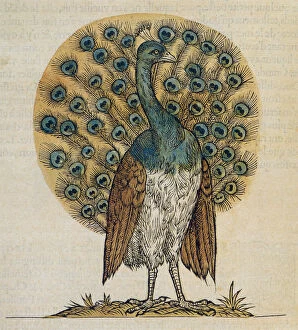Critter Gallery: Peacock Drawing Date: 1555