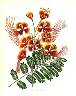 Peacock flower, Caesalpinia pulcherrima Peacock flower, Caesalpinia pulcherrima