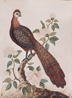 <b class=qtipBold><figcaption>The Peacock Pheasant from China</figcaption></b><br>The Peacock Pheasant from China. Dixon, Samuel fl.1748 - 1769. Date:<br><em>© National Museums NI / MARY EVANS</em> The Peacock Pheasant from China
