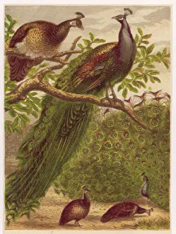 Peacocks and Peahens Peacocks and Peahens
