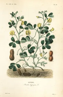 Peanut or groundnut, Arachis hypogaea Peanut or groundnut, Arachis hypogaea