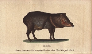 Pecary or collared peccary, Tayassu tajacu Pecary or collared peccary, Tayassu tajacu