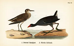 Vulture Gallery: Pectoral sandpiper and common gallinule