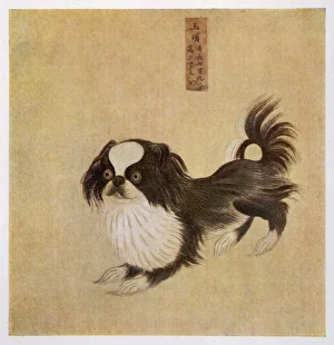 Pekingese Chinese