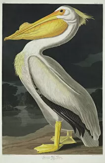 Pelecanus erythrorynchos, American white pelican
