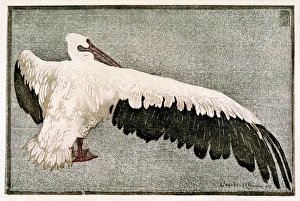 <b class=qtipBold><figcaption>Pelican with Spread Wing</figcaption></b><br>A pelican with outspread wings (Pelecanus onocrotalus)<br><em>© Mary Evans Picture Library</em> Pelican with Spread Wing