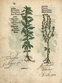 Pellitory of the wall, Parietaria officinalis