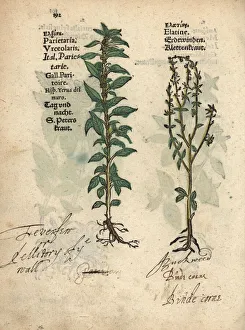 Pellitory of the wall, Parietaria officinalis Pellitory of the wall, Parietaria officinalis