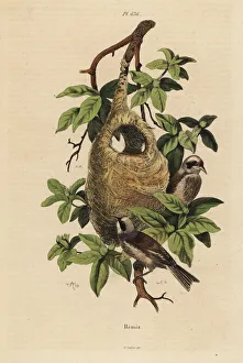 Fries Gallery: Penduline tit, Remiz pendulinus, and nest