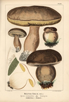 Penny bun or porcino mushroom, Boletus edulis, edible Penny bun or porcino mushroom, Boletus edulis, edible