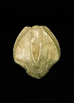 Echinodermata Gallery: Pentrimites robustus, blastoid