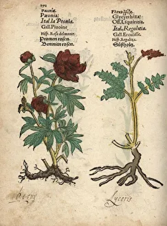 Peony, Paeonia officinalis, and licorice, Glycyrrhiza glabra Peony, Paeonia officinalis, and licorice, Glycyrrhiza glabra