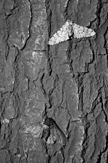 Hexapod Gallery: Peppered moth