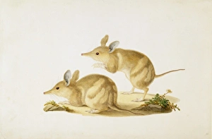 Perameles bougainville, barred bandicoot Perameles bougainville, barred bandicoot