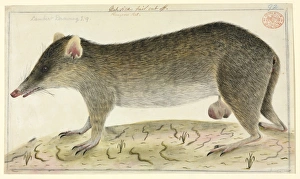 Perameles nasuta, long-nosed bandicoot Perameles nasuta, long-nosed bandicoot