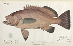 Perch illustration Perch illustration