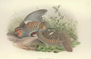 Caryophyllales Gallery: Perdix perdix, grey partridge