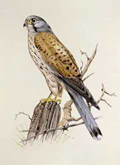 <b class=qtipBold><figcaption>A Peregrine Falcon</figcaption></b><br>A Peregrine Falcon (Falco peregrinus) perched on a fence post, above some barbed wire. Painting by Malcolm Greensmith<br><em>© Mary Evans/Malcolm Greensmith</em> A Peregrine Falcon