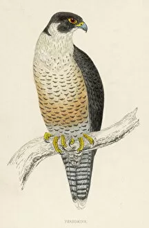 Claws Gallery: Peregrine Falcon (Morris