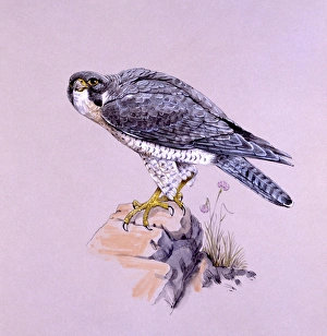 <b class=qtipBold><figcaption>Peregrine Falcon on a rock</figcaption></b><br>A Peregrine Falcon (Falco peregrinus) perched on a rock. Painting by Malcolm Greensmith<br><em>© Mary Evans/Malcolm Greensmith</em> Peregrine Falcon on a rock