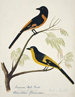Pericrocotus flammeus, scarlet minivet Pericrocotus flammeus, scarlet minivet