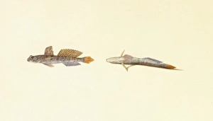 Periophthalmus sp., mudskipper Periophthalmus sp., mudskipper