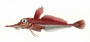 Armored Gurnard Armored Gurnard