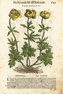 Persian buttercup, Ranunculus asiaticus Persian buttercup, Ranunculus asiaticus