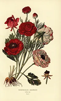 Persian buttercups, Ranunculus asiaticus Persian buttercups, Ranunculus asiaticus
