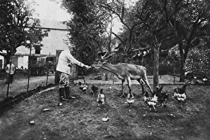 The pet of a French rest camp: a tame stag The pet of a French rest camp: a tame stag