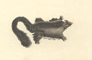 Petaurus australis, yellow-bellied glider Petaurus australis, yellow-bellied glider