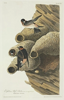 Petrochelidon pyrrhonota, cliff swallow Petrochelidon pyrrhonota, cliff swallow