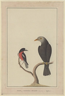 Petroica boodang, scarlet robin, Turdus poliocephalus, islan Petroica boodang, scarlet robin, Turdus poliocephalus, islan