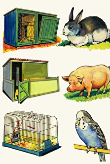 Pets and Their Homes: Rabbit, Pig and Budgerigar Pets and Their Homes: Rabbit, Pig and Budgerigar