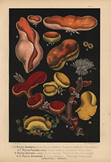 Peziza mushrooms: P aurantia, coccinea, fulgens Peziza mushrooms: P aurantia, coccinea, fulgens