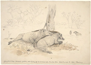 Phacochoerus africanus, common warthog Phacochoerus africanus, common warthog
