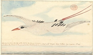 Phaethon rubricauda, red-tailed tropicbird Phaethon rubricauda, red-tailed tropicbird