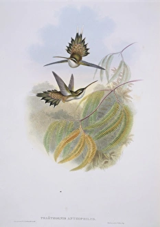 Phaethornis anthophilus, pale-bellied hermit Phaethornis anthophilus, pale-bellied hermit