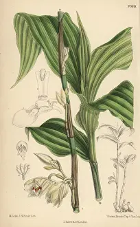 Matilda Smith Artist Prints: Phajus pauciflorus, white orchid native to Java