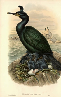 Phalacrocorax aristotelis, European shag Phalacrocorax aristotelis, European shag