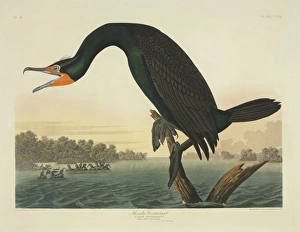 Phalacrocorax auritus, double-crested cormorant Phalacrocorax auritus, double-crested cormorant