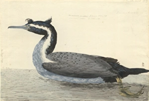 Phalacrocorax punctatus, spotted shag Phalacrocorax punctatus, spotted shag