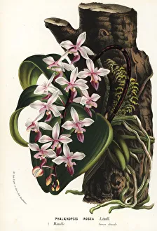 Phalaenopsis equestris var. rosea orchid Phalaenopsis equestris var. rosea orchid