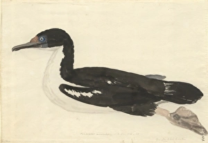 Phalcrocorax carunculatus, rough-faced shag Phalcrocorax carunculatus, rough-faced shag