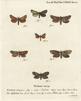 Pharmacis carna, orange swift and gold swift moths Pharmacis carna, orange swift and gold swift moths