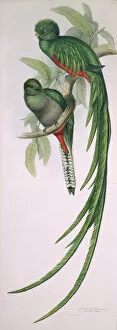 Feather Collection: Pharomachrus moccino, resplendent quetzal