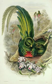 Daytime Gallery: Pharomacrus mocinno, resplendent quetzal