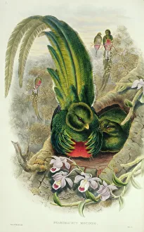 Daytime Gallery: Pharomacrus mocinno, resplendent quetzal