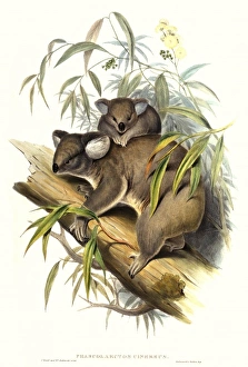 <b class=qtipBold><figcaption>Phascolarctos cinereus, koala</figcaption></b><br>Illustration from The Mammals of Australia (1863) by John Gould. Date:<br><em>© Mary Evans / Natural History Museum</em> Phascolarctos cinereus, koala
